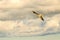 Black headed gull flying deep over the Baltic sea