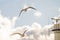 Black headed gull flying deep over the Baltic sea
