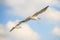 Black headed gull flying deep over the Baltic sea