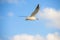 Black headed gull flying deep over the Baltic sea