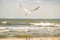 Black headed gull flying deep over the Baltic sea