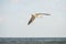 Black headed gull flying deep over the beach