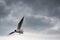 Black-headed gull flying with spreaded wings with