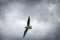 Black-headed gull flying with spreaded wings with