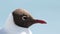 Black-headed Gull Head Close-up Showing Eye Wattle