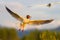 Black-headed gull hovering in summer evening sunlight