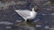Black-headed gull hunting for food swimming the Irish Sea UK