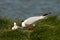 Black-headed Gull, Kokmeeuw, Larus ridibundus