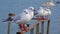 The black-headed gull Larus Chroicocephalus ridibundus. Birds of Ukraine