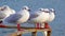 The black-headed gull Larus Chroicocephalus ridibundus. Birds of Ukraine