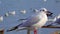 The black-headed gull Larus Chroicocephalus ridibundus. Birds of Ukraine