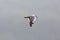 Black-headed gull Larus ridibundus in flight cloudy gray sky