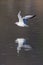 Black-headed gull larus ridibundus in flight, water reflections