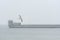 black-headed gull (Larus Ridibundus) flying over the beach, Sopot, Poland