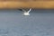 Black-headed gull larus ridibundus flying, reed belt, water, s