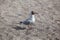 Black headed Gull, Larus ridibundus, Oslo, Norway