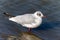 Black headed Gull ( Larus ridibundus) a seagull waterfowl bird