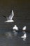 Black headed Gull ( Larus ridibundus) a seagull waterfowl bird