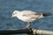 Black headed gull on metal bar