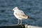 Black headed gull on metal bar