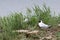 Black_Headed Gull nesting