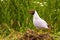 Black-headed gull nesting with two chicks near colourful vegetation in summer