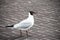 A Black-headed gull, on paved road.