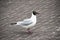 A Black-headed gull, on paved road.