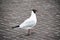 A Black-headed gull, on paved road.