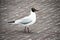 A Black-headed gull, on paved road.