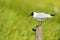 Black-headed gull on pole