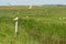 Black-headed gull on pole