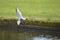 Black-headed gull, relaxing in sunny day