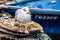 Black-headed gull resting on fishing nets