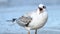 Black headed gull screaming on the beach