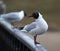 Black-headed gull sits on a metal railing