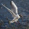 Black-headed Gull sits on the water