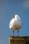 Black-Headed Gull sleeping on a wood fence