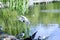 Black-headed gull soaring above water in city park, selective focus