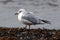 Black-headed Gull in Southern Sweden