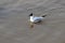 Black-headed Gull, Southwold, Suffolk, England, UK