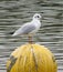 Black Headed Gull standing on a floating ball at Swan Pool Sandwell Valley near West Bromwich