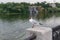 The black-headed gull standing on a parapet on a Dnipro river embankment