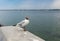 Black-headed gull standing on a parapet on a Dnipro river embankment in center of Dnipro city, Ukraine