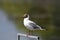 Black headed gull standingnding on a metal frame