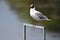 Black headed gull standingnding on a metal frame