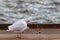 Black headed gull staring at the Elbe River in the port of Hamburg.