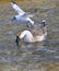 Black-headed gull and swan goose