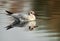 Black-headed gull swimming