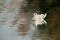 Black-headed gull swimming with reflection in water